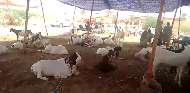 ڈیڑھ فٹ کے بکروں نے عوام کو اپنی جانب متوجہ کر لیا