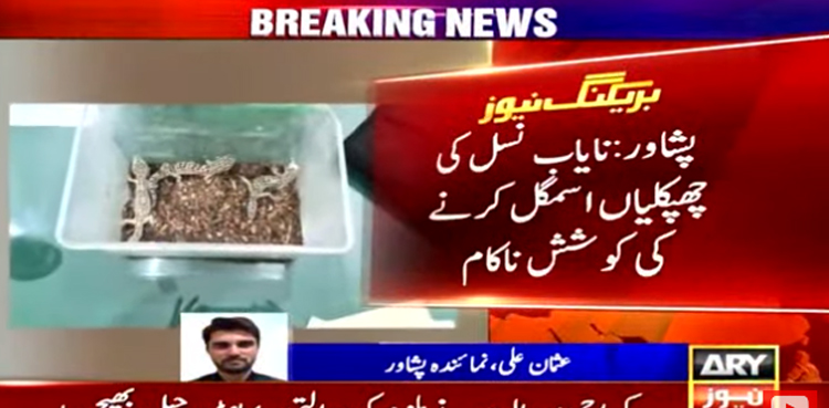 پاکستان سے   نایاب نسل کی چھپکلیاں اسمگل کرنے کی کوشش ناکام