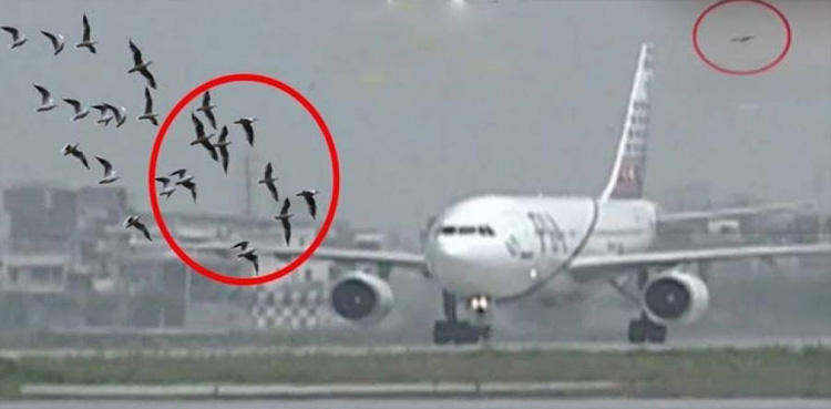 سی اے اے کی نرالی منطق : پائلٹ اب پرندوں سے خود نمٹیں گے