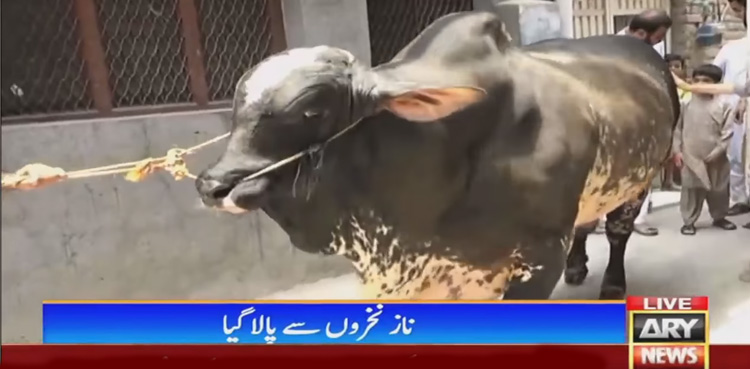 دراز قد اور بھاری بھرکم جسم والے دو خوبصورت بیل، ویڈیو دیکھیں