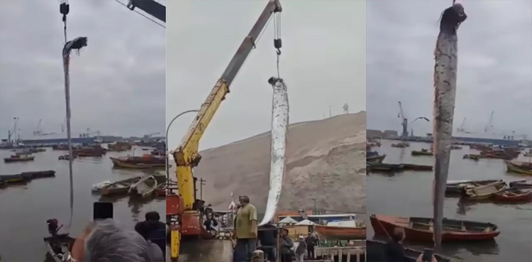 حیرت انگیز : زلزلوں کا پتہ دینے والی16 فٹ لمبی مچھلی پکڑی گئی، ویڈیو دیکھیں