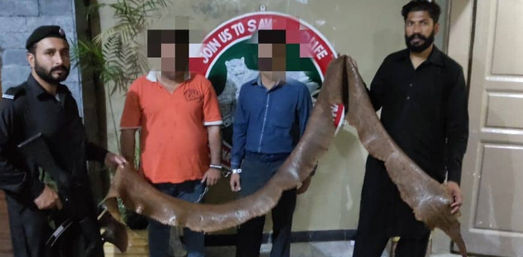 سانپ کی کھال کی غیر قانونی اسمگلنگ کرنے والا گروہ گرفتار