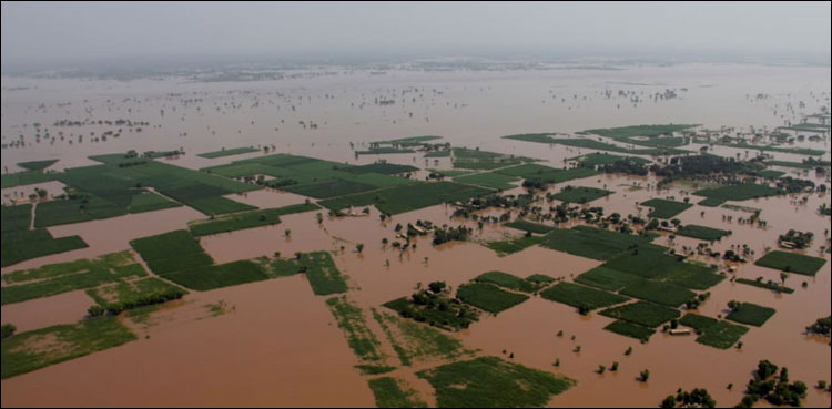 سیلاب سے فصلیں تباہ، غذائی بحران کا خوفناک خدشہ