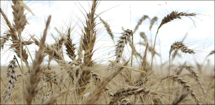 سیلاب سے اربوں روپے مالیت کی گندم خراب