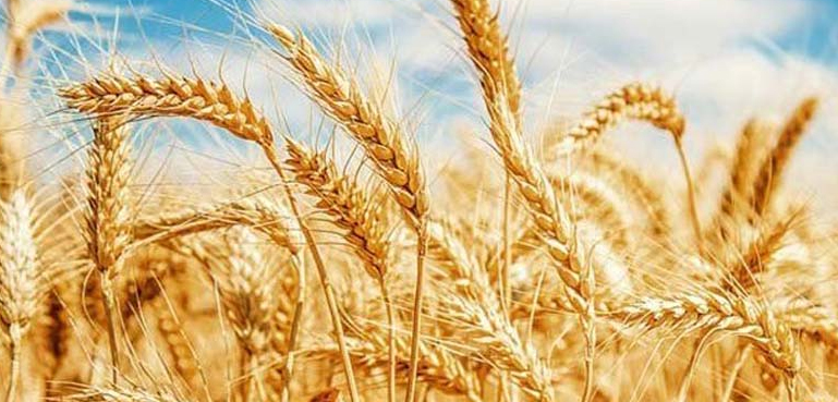 گندم کی امدادی قیمت کب سے لاگو ہوگی؟ صوبائی وزیر نے بتا دیا