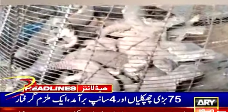 کراچی میں  وائلڈ لائف ٹیم  کی کارروائی ،75 بڑی چھپکلیاں اور 4 سانپ برآمد