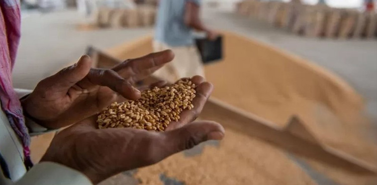 بنگلہ دیش روس سے 5 لاکھ ٹن گندم درآمد کرے گا