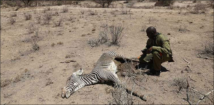 کینیا: خشک سالی سے 40 نایاب زیبرے ہلاک، ہاتھی بھی دم توڑ رہے ہیں