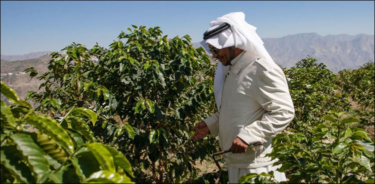 سعوی عرب کی مشہور کافی اب دگنی مقدار میں پیدا ہوگی