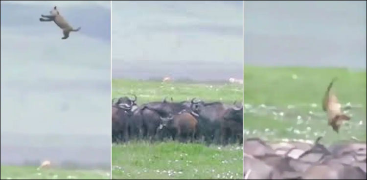 شکار کے لیے آنے والی شیرنی بھینسوں کے نرغے میں، عبرت ناک انجام