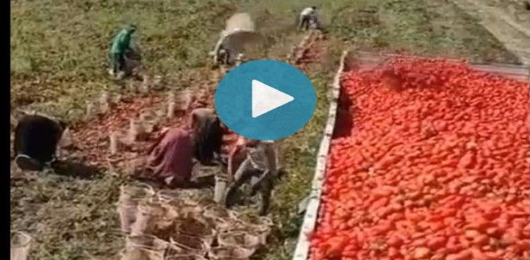ٹماٹروں کو ٹرک میں بھرنے کا انوکھا طریقہ، ویڈیو دیکھنے والے حیران