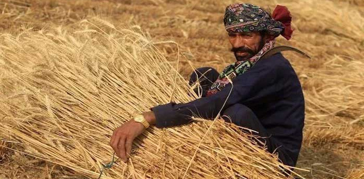 ’’سندھ کے کسان اس سال گندم کاشت نہیں کرسکیں گے‘‘