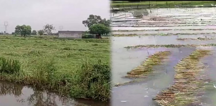 بے موسم بارشوں نے بھارت کی زراعت تباہ کردی