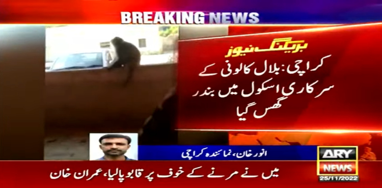 ویڈیو: کراچی کے سرکاری اسکول میں بندر گھس گیا