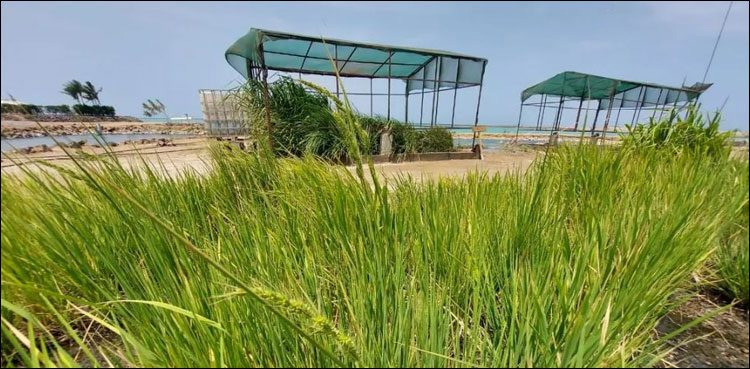 سعودی صحرا