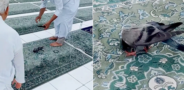 خانہ کعبہ میں سجدہ ریز ہوتا کبوتر دیکھنے والوں کی توجہ کا مرکزبن گیا