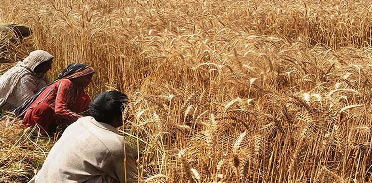 کیا ’’وزیراعظم کسان پیکج‘‘ کاشتکاروں کے مسائل حل کرسکے گا؟