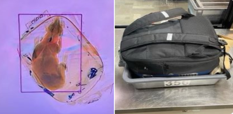 خاتون نے پالتو کتے کو بیگ میں ڈال کے اسکین مشین میں بھیج دیا