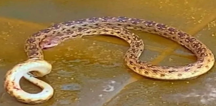 3 سالہ بچے نے زندہ سانپ کو چبا کر مارڈالا