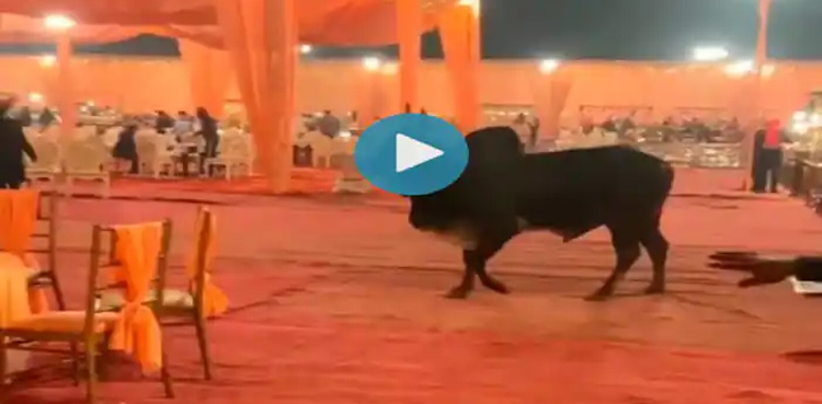 بپھرا ہوا بیل بھرے شادی ہال میں گھس گیا، پھر کیا ہوا؟ ویڈیو وائرل