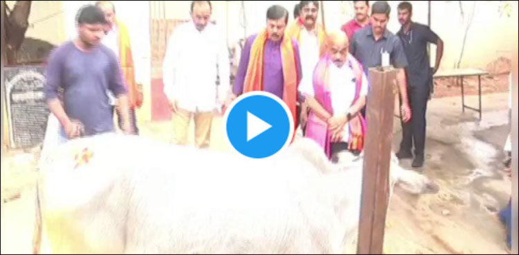 گائے نے بی جے پی رہنما کو لات مار دی، ویڈیو وائرل