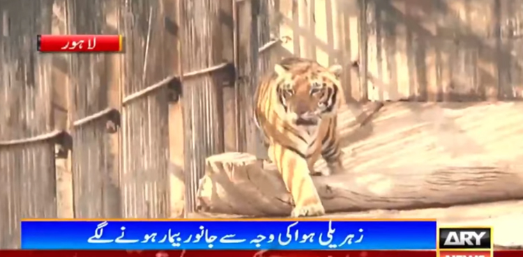 زہریلی ہوا سے انسانوں کے ساتھ ساتھ  جانور بھی  بیمار ہونے لگے