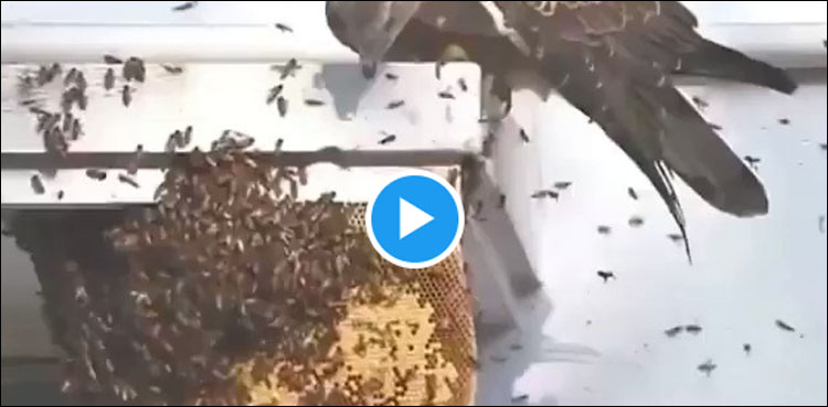 شکاری پرندہ چھتے سے شہد کھانے لگا، ویڈیو وائرل