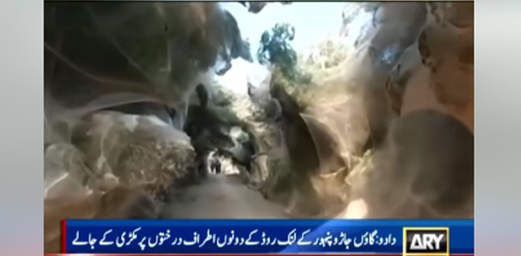 سیلاب سے متاثرہ علاقوں میں درختوں پر مکڑیوں کے جالے، سڑک غار نما بن گئی