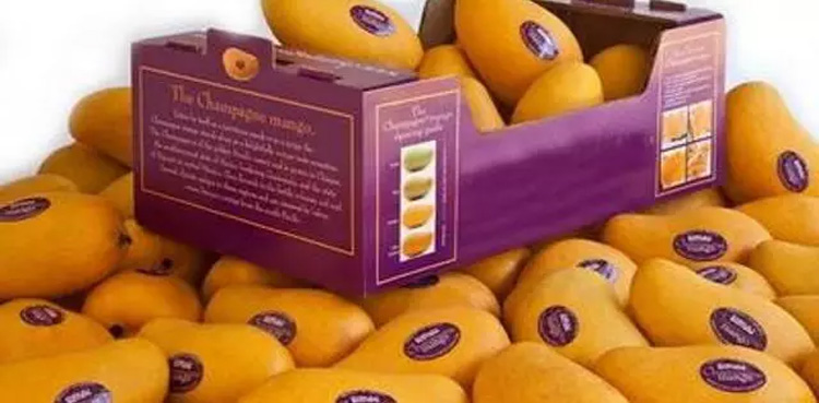 برطانیہ کے لیے پاکستانی آم کی برآمدات میں 50 فیصد اضافہ