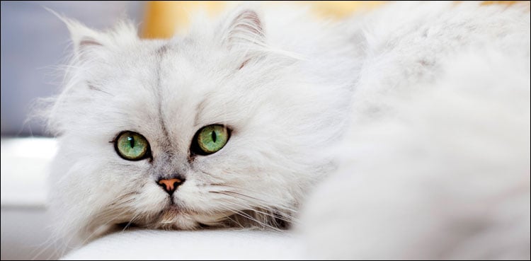 10 روز سے سیوریج لائن میں پھنسی بلی کو بچالیا گیا