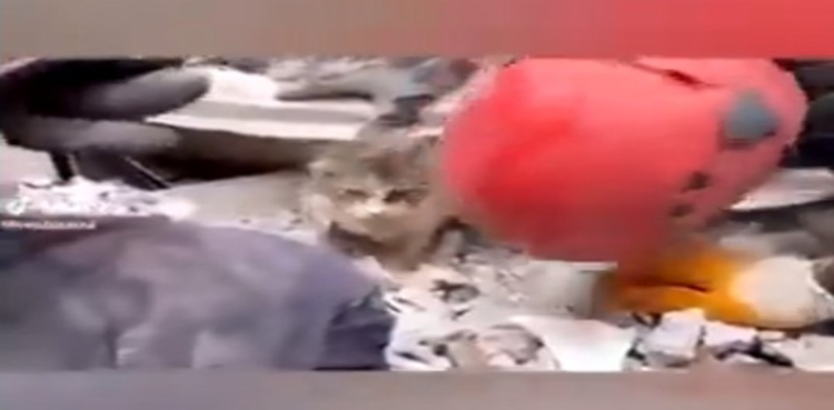 ویڈیو: ترکیہ زلزلے میں ملبے تلے موجود بلی کو زندہ بچا لیا گیا