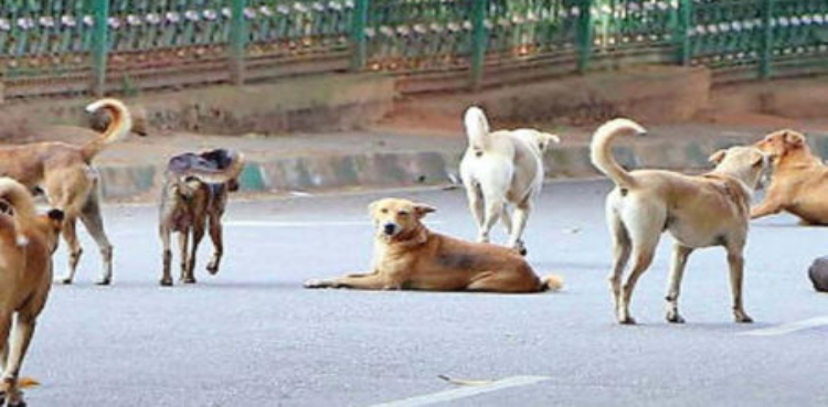 آوارہ کتوں نے شیر خوار بچی کو بھنبھوڑ ڈالا