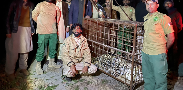 اسلام آباد کی نجی ہاؤسنگ سوسائٹی میں تیندوے کے گھسنے کا مقدمہ درج