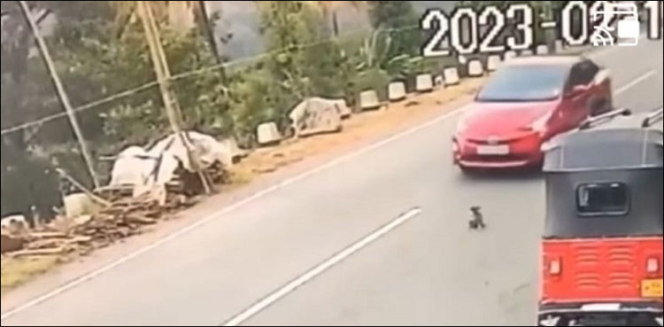 خاتون نے دو معصوم پِلّے گاڑی سے کچل ڈالے، کمزور دل افراد ویڈیو نہ دیکھیں