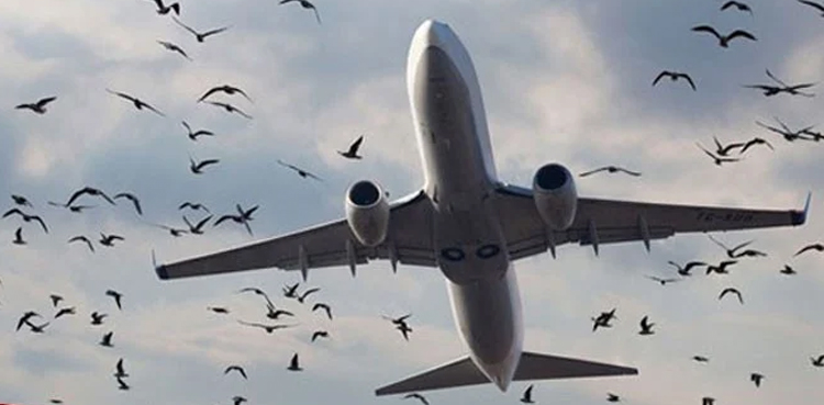 کراچی ائیرپورٹ پر غیر ملکی  ایئرلائن کا طیارہ بڑے حادثے سے  بچ گیا