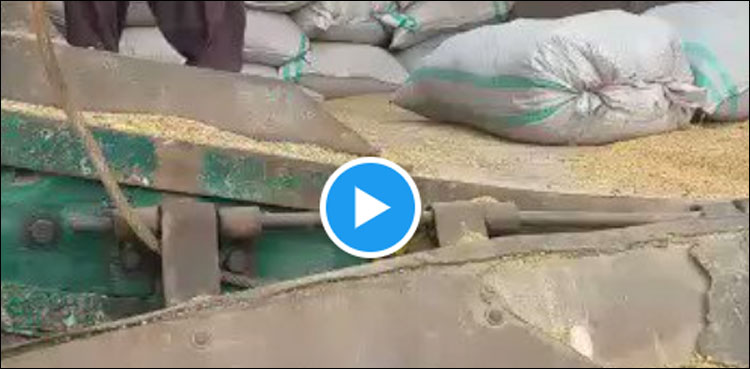 فیاض چوہان نے سندھ میں سرکاری سطح پر تقسیم ہونے والی گندم کی ویڈیو ٹوئٹ کر دی