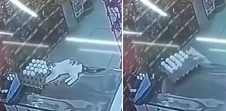 شرارتی بلی نے درجنوں انڈے توڑ دیے