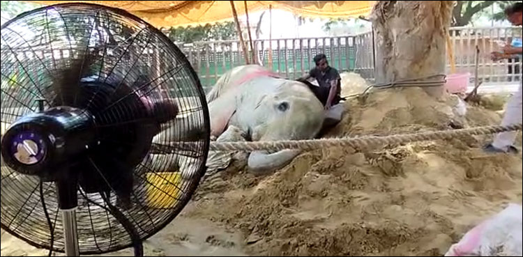 کراچی چڑیا گھر کی ہتھنی کی صحت یابی سے متعلق انٹرنیشنل ویٹ ڈاکٹرز کا انکشاف