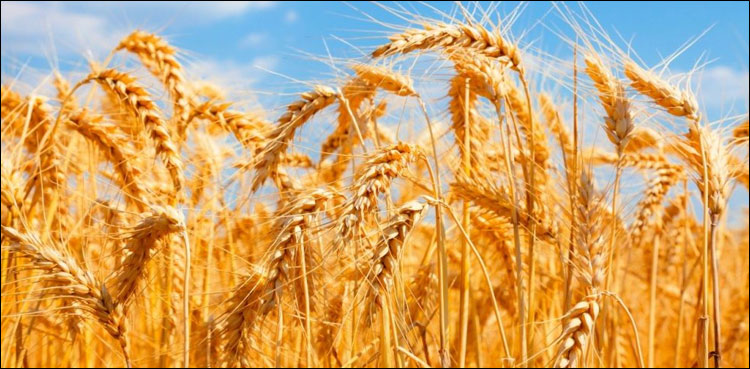 بارشوں اور سیلاب کے باوجود رواں برس گندم کی ریکارڈ پیداوار