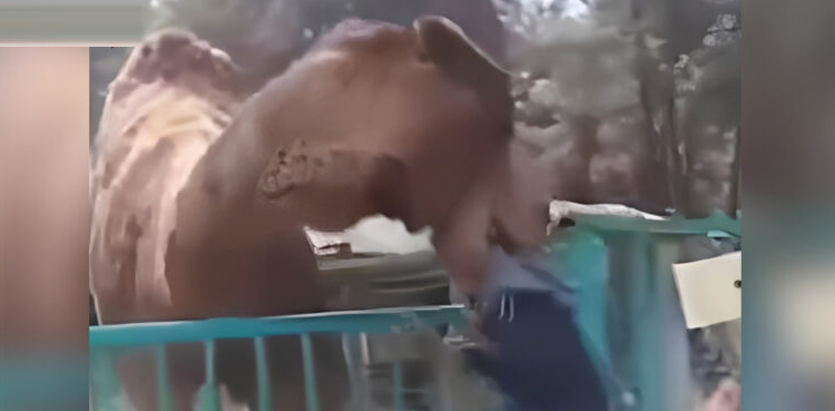 اونٹ نے بچے کو سر سے دبوچ لیا، دل دہلا دینے والی ویڈیو وائرل