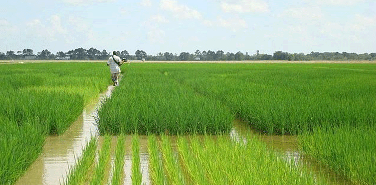 موسم خریف کے لیے پانی کی کتنی قلت ہوگی؟ ارسا نے اعداد و شمار جاری کر دیے