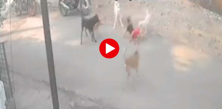 کتوں کا حملہ