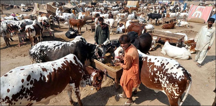 کراچی کی مویشی منڈی میں 30 ہزار سے زائد جانور پہنچ گئے