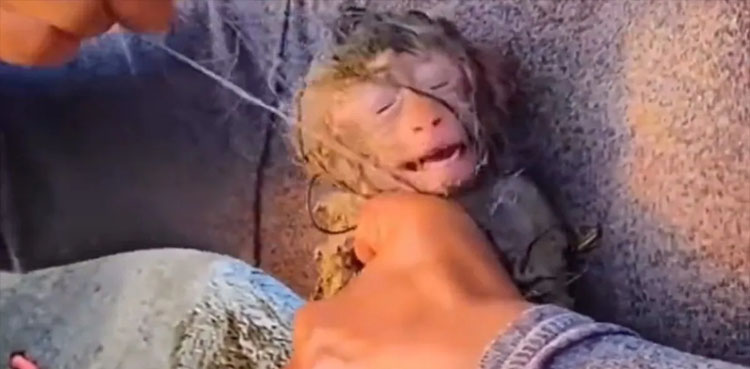بندر