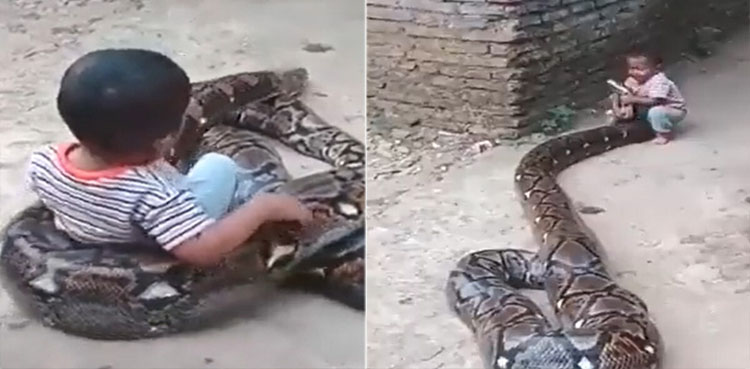 اژدھے