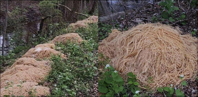 جنگل میں میلوں دور تک پکا ہوا پاستہ کس نے پھینکا؟