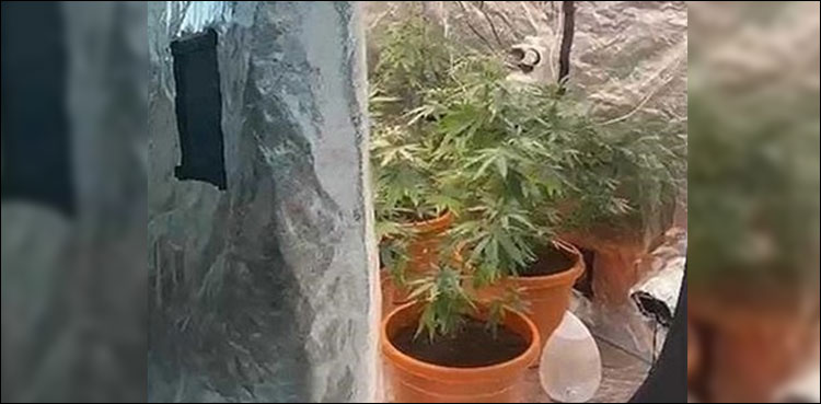 شارجہ کے فلیٹ میں نشہ آور پودے اگانے کا انکشاف، حکام کی کارروائی