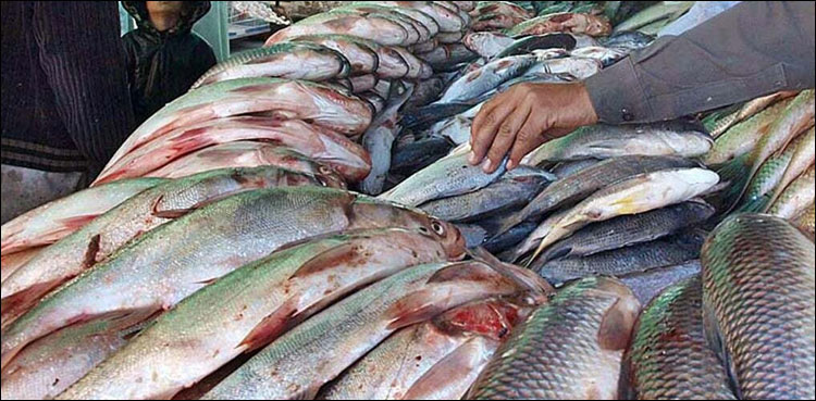 مچھلی کا شکار کرنے والوں کے لیے خوش خبری