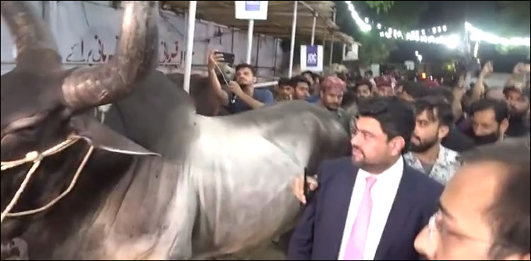 گورنر سندھ کی جانب سے فلاحی ادارے کو نایاب نسل کے 4 بیل عطیہ