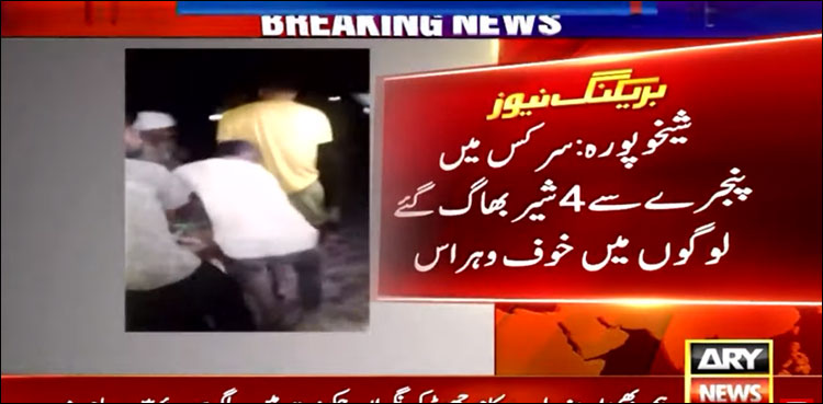تیز آندھی میں شیخوپورہ میں سرکس کے 4 شیر بھاگ گئے، لوگوں میں خوف و ہراس